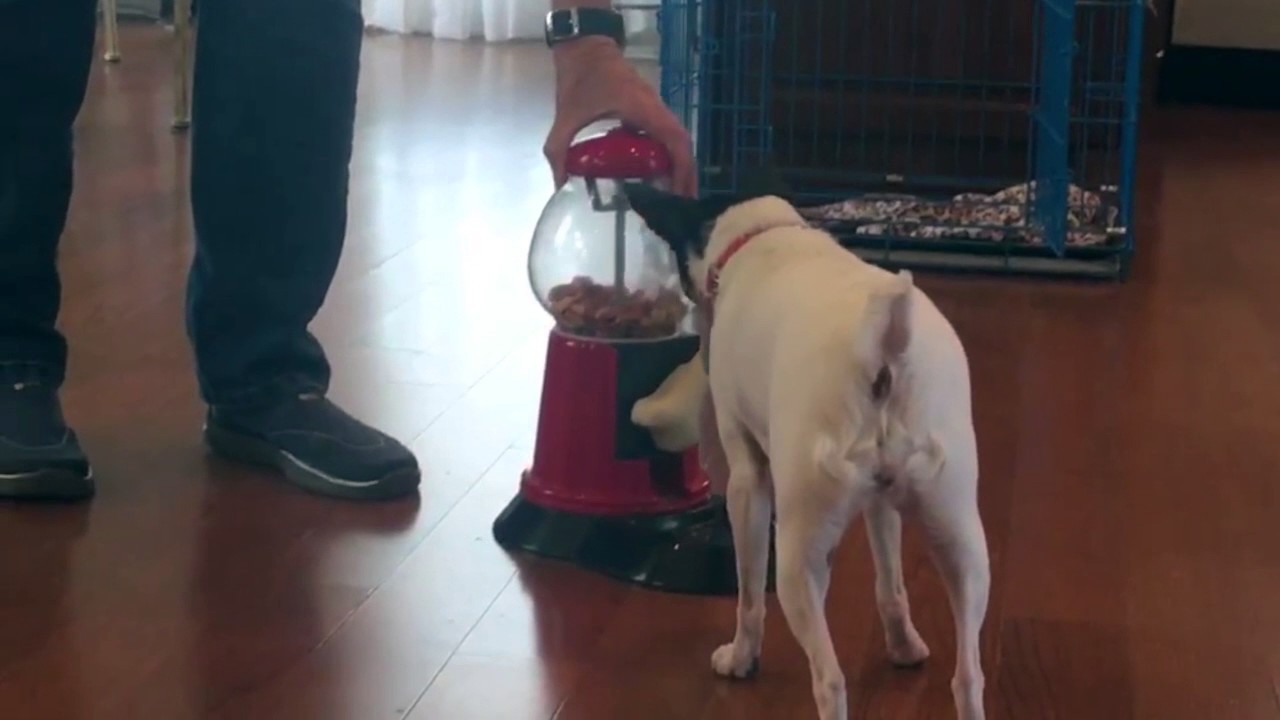 Cat in the Hat teaches Garland new tricks! (with Audio)
