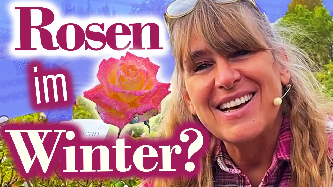 Rosen in TÖPFEN überwintern?