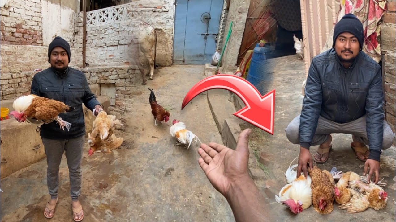 Desi Murga Murgi Mandi Le Gaye 🥺