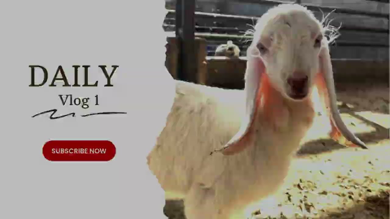 Bahrain goat farm part 6