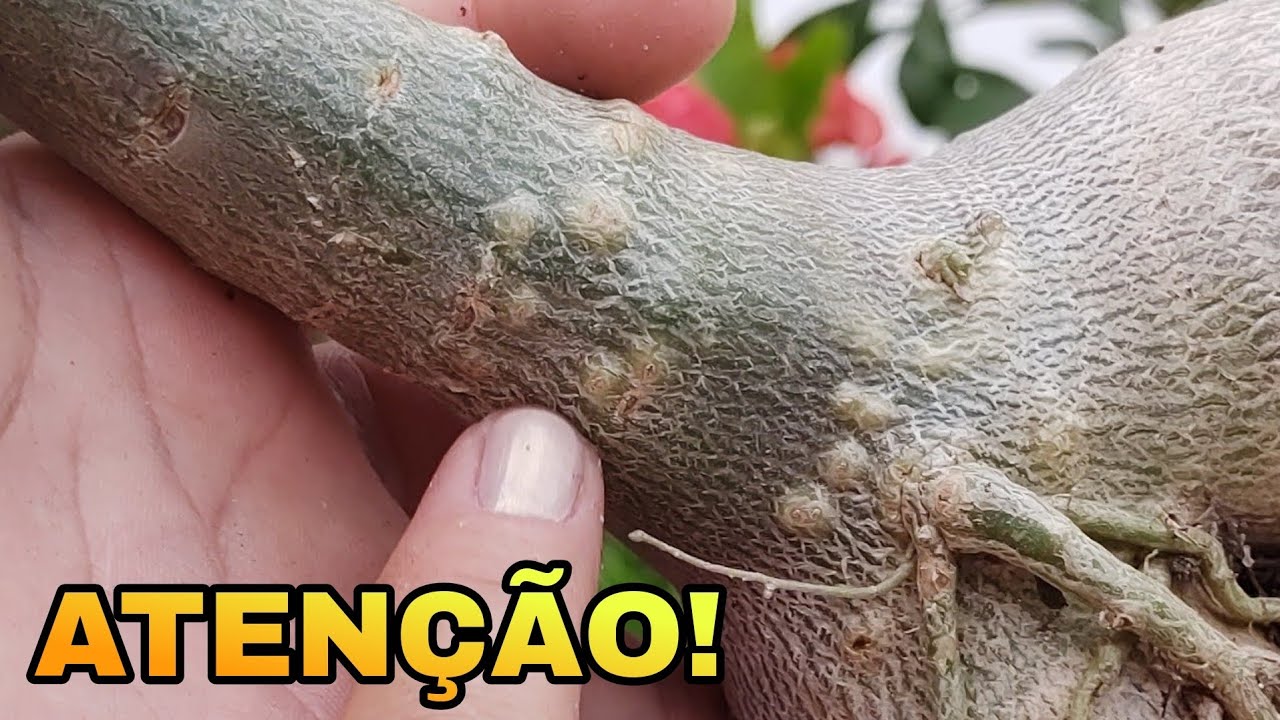 😱Que CAROÇOS são esses aparecendo na Rosa do deserto? 😰😰