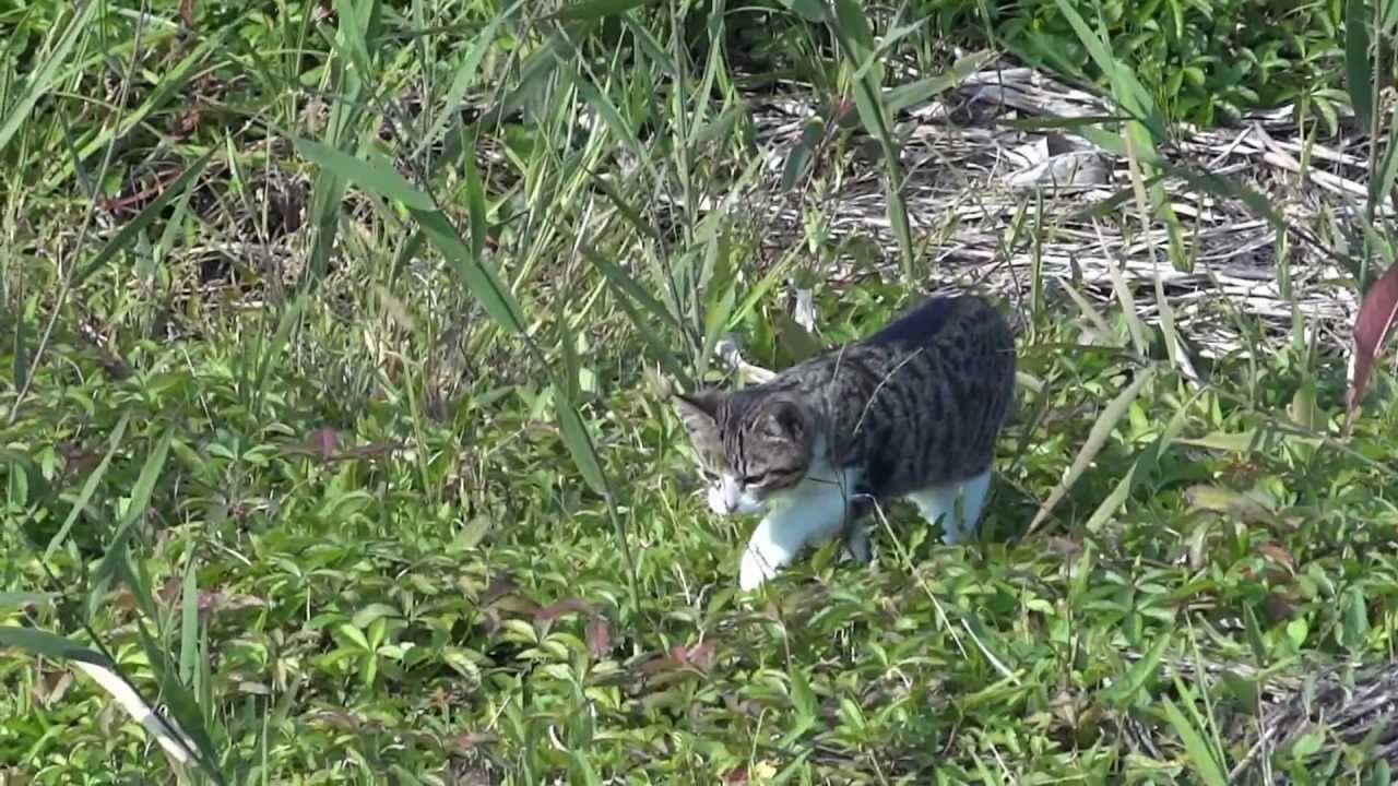 厳しい環境の草原で、狩りをする猫（ねこ）The cat  was hunting