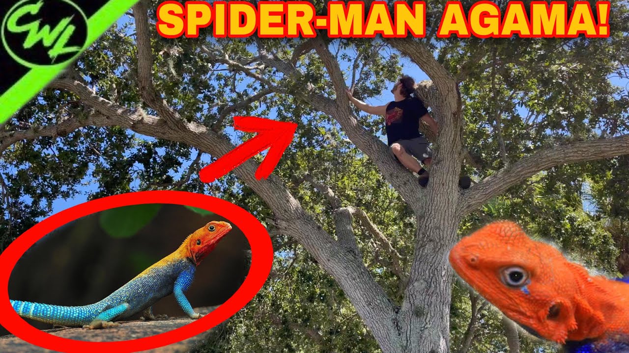 CATCHING BEAUTIFUL AFRICAN LIZARDS IN FLORIDA!?!