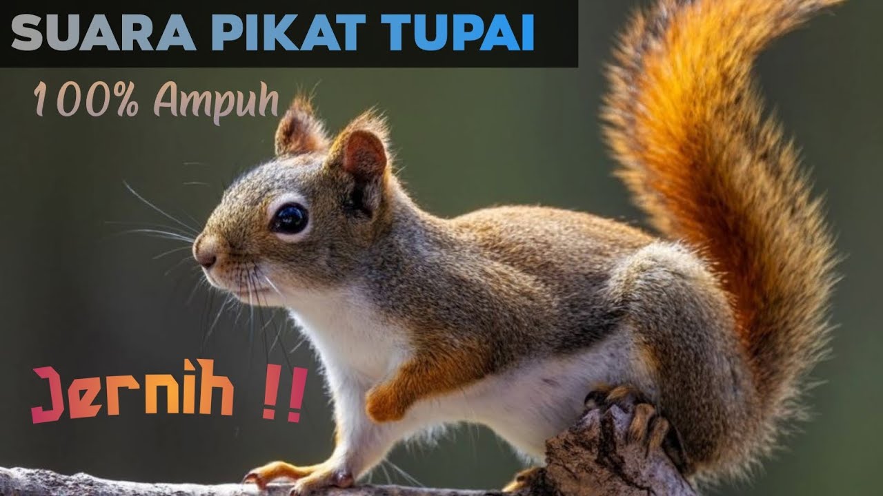 Suara pikat tupai 1 jam full tanpa intro..cocok untuk nyangong