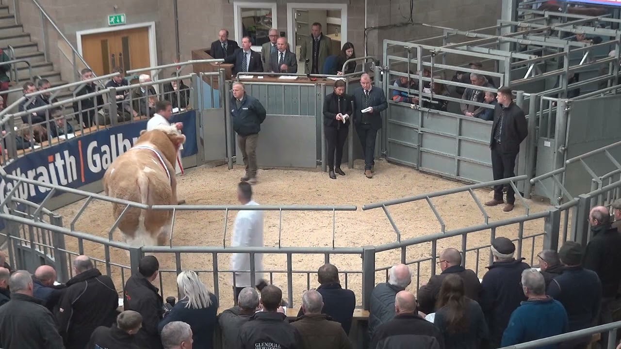 Simmental Bull Sale at Stirling Bull Sales 18th October 2022