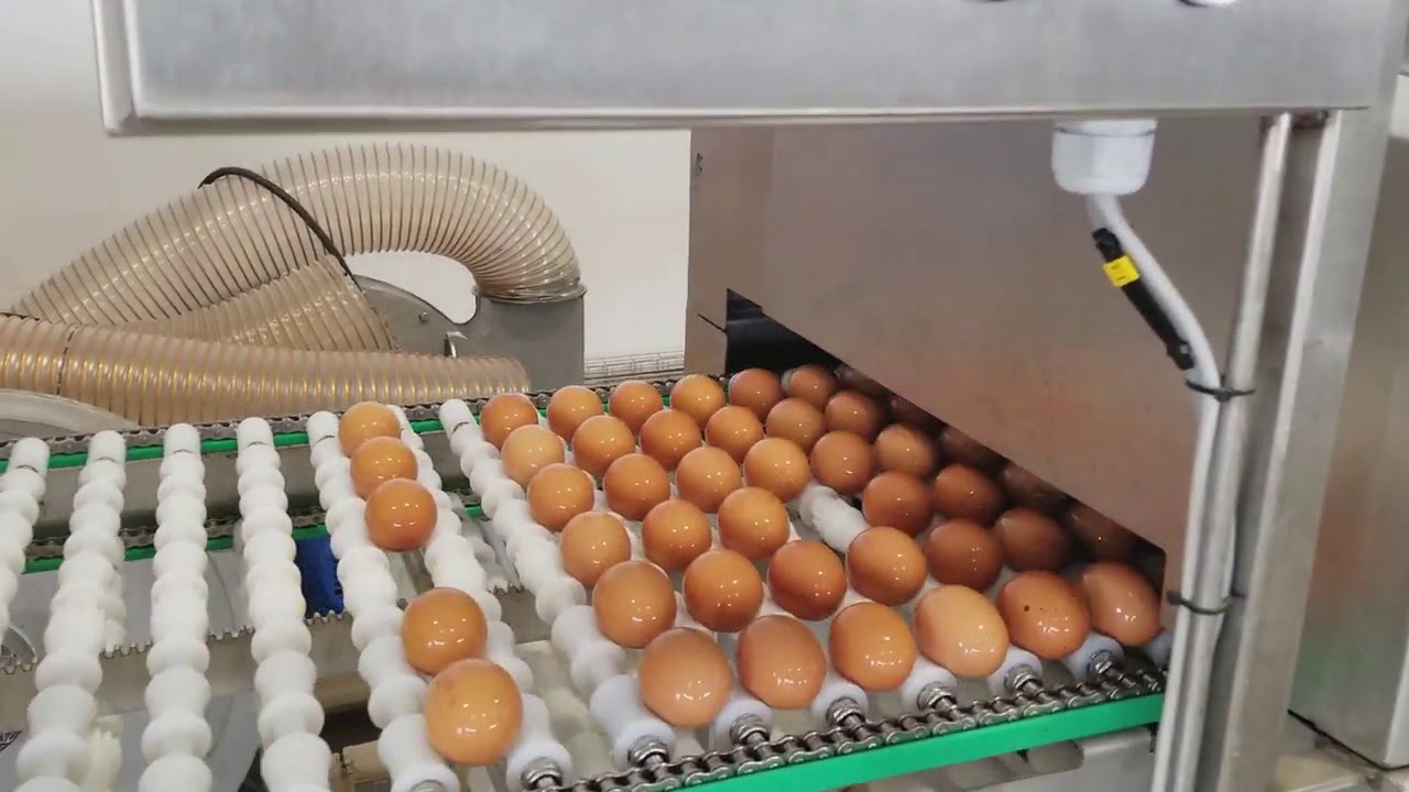 Egg washer and sorting machine