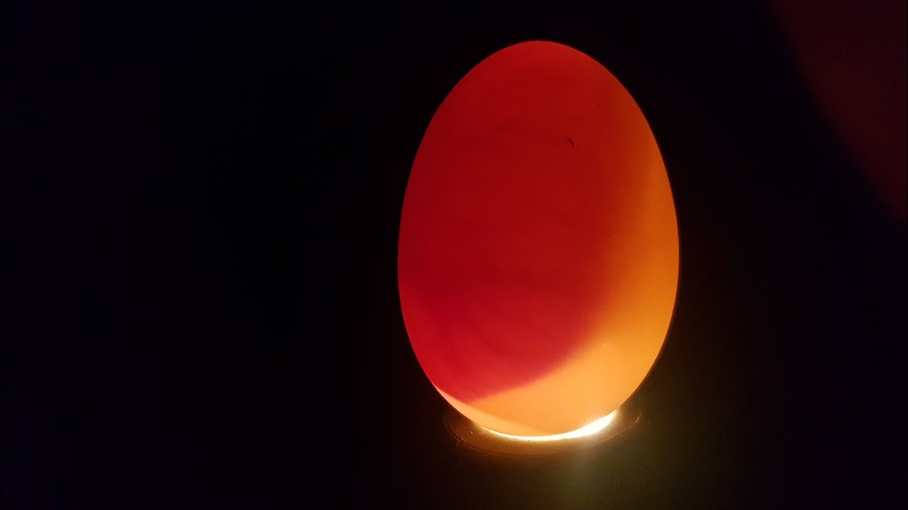 Prześwietlanie jaj kaczych/ X-raying of duck eggs