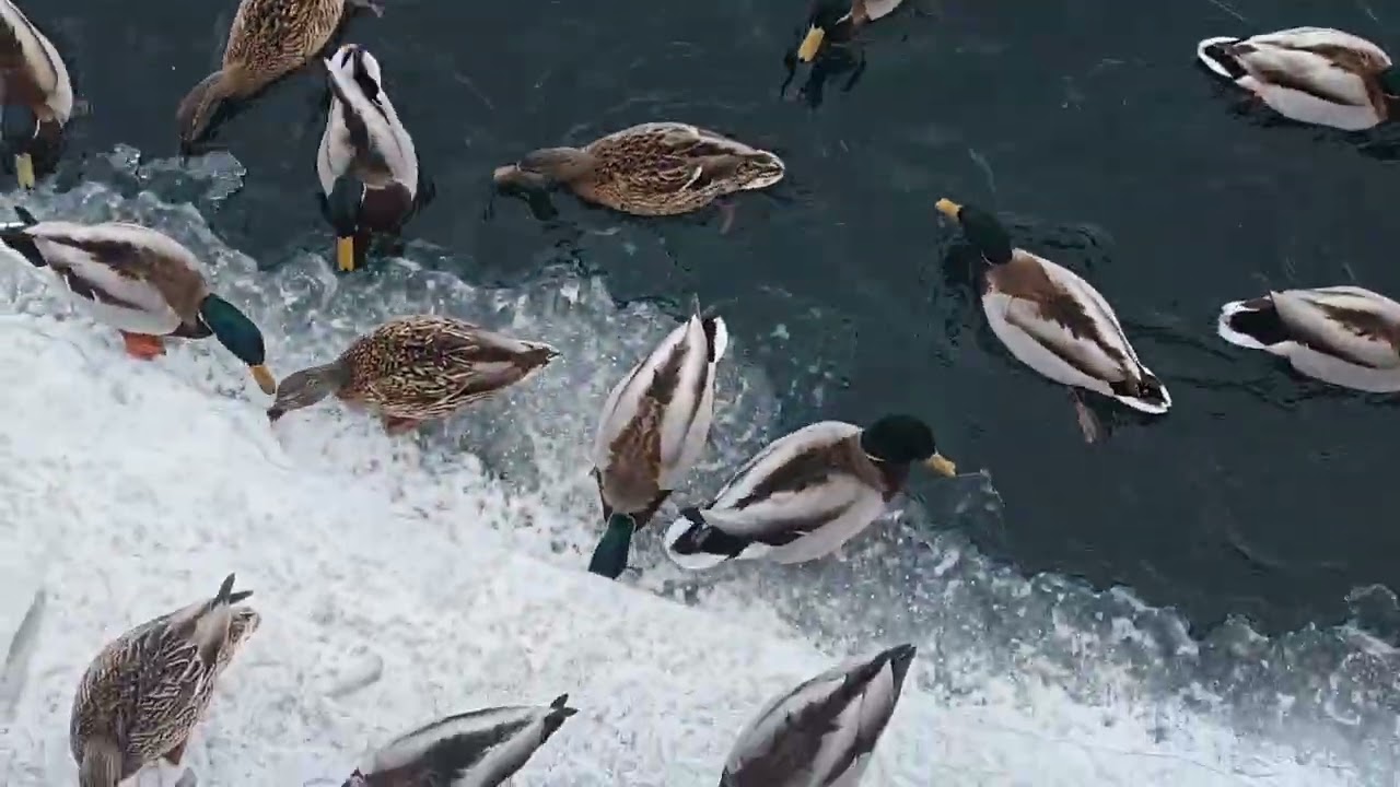 Утиные истории 19.03 на Ангаре. 