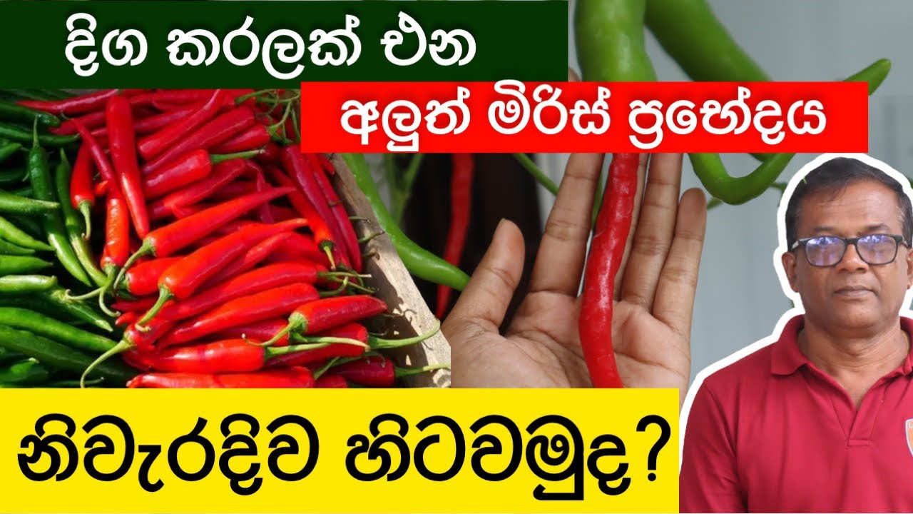 අමු මිරිස් බීජ නිවැරදිව පැල කරගන්නෙ මෙහෙමයි | MICH Hy 01 | How to Grow Chilli from Seeds |CA|Epi 273