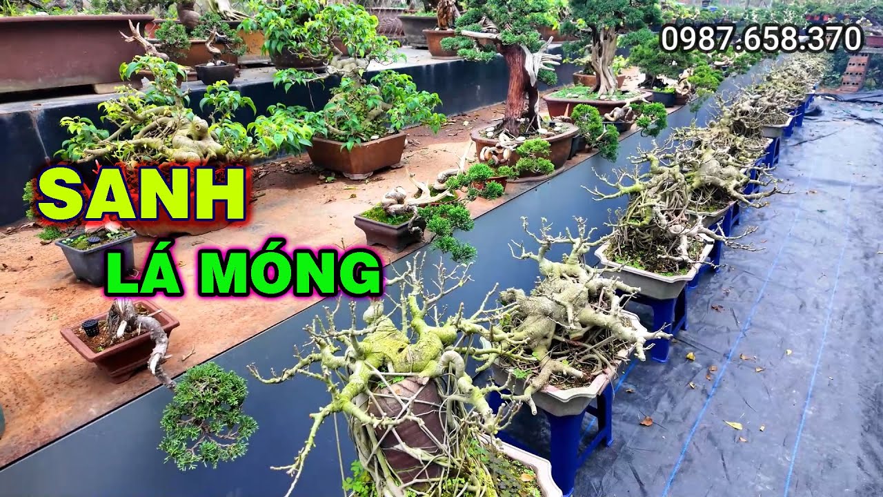 Giao lưu gần 20 tác phẩm Sanh Lá Móng vườn nhà