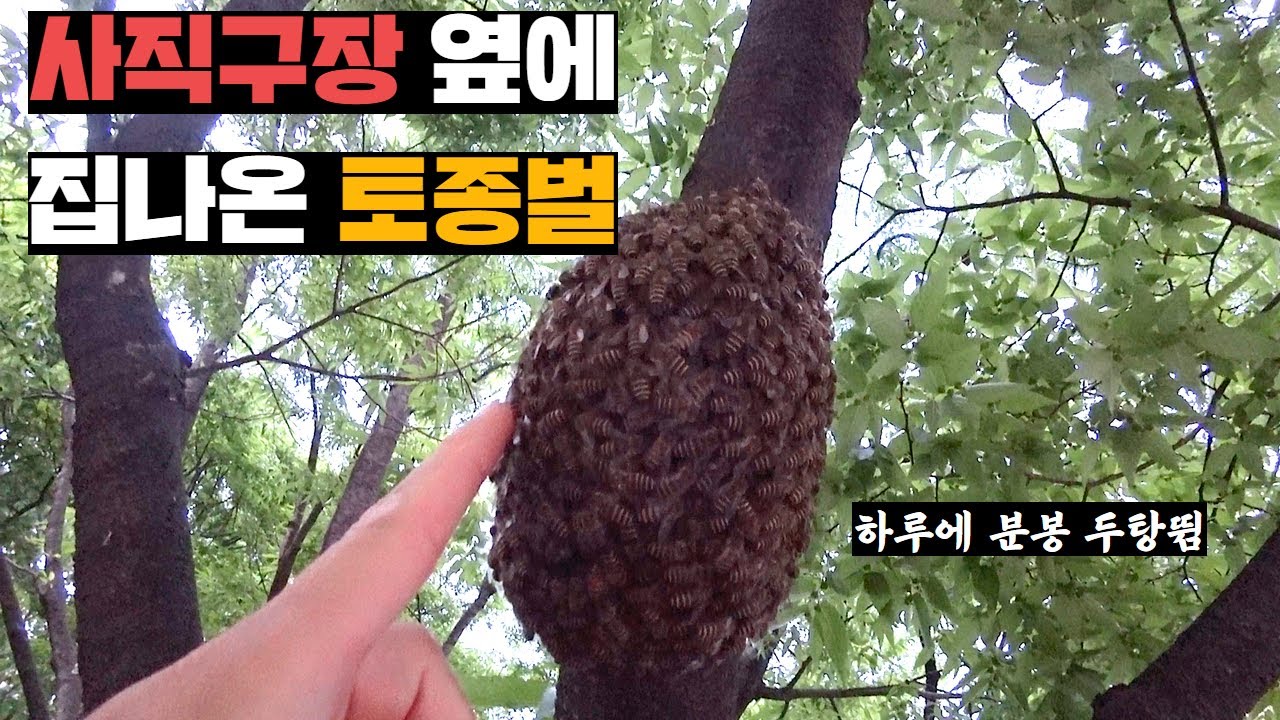 집나와서 사직야구장 옆에 자리잡은 토종벌 양파망에 쓸어담아 오기
