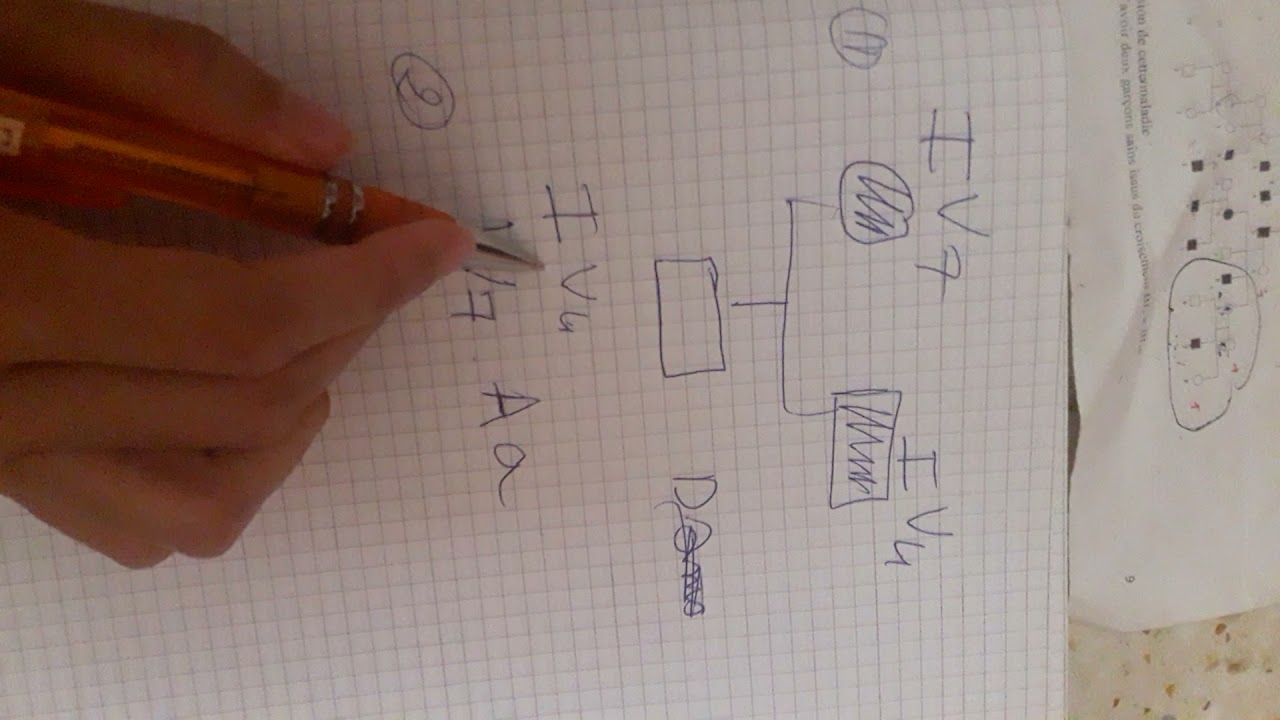 exo 2  génétique le pedigree comment  calculer les probabilités