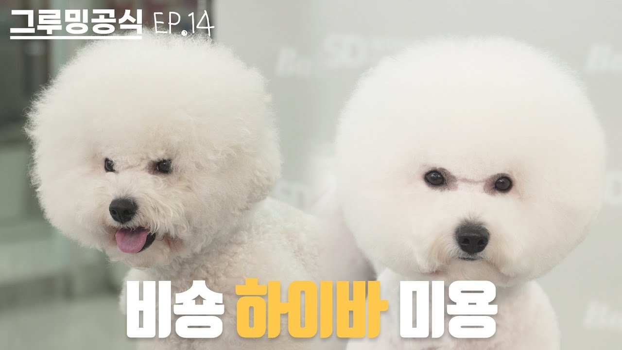 내가 자꾸....귀엽대... | 그루밍공식시즌2 EP14 | 비숑 하이바 미용 | bichonfrise Grooming