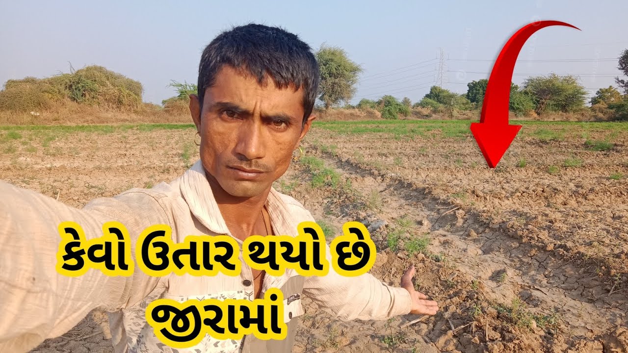 કેવો ઉતાર થયો છે જીરામાં 😱 #vlogs 