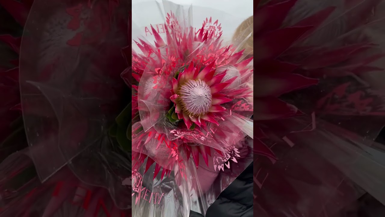 Pink protea #Protea#ExoticFlower#TropicalBeauty#BoldBlooms#UniqueFloral