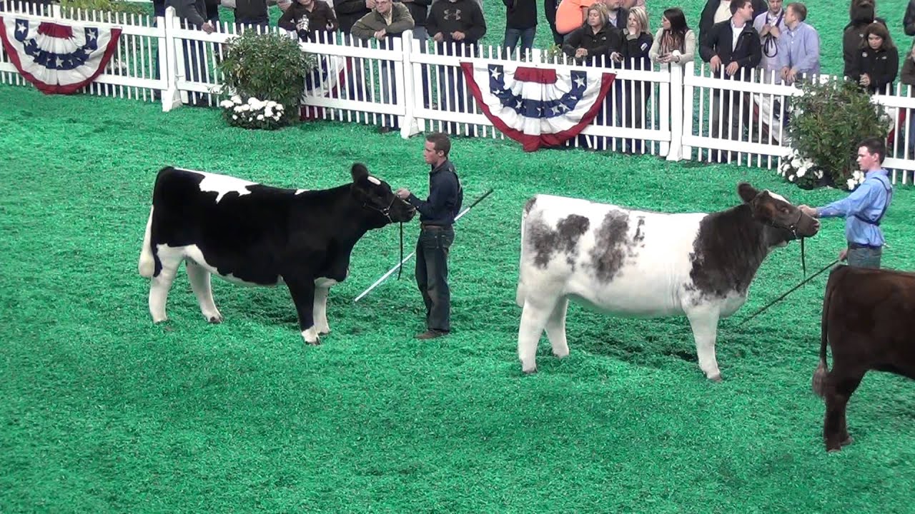 NAILE - Jr. Supreme Champion Heifer Drive Brought to You By Sullivan Supply