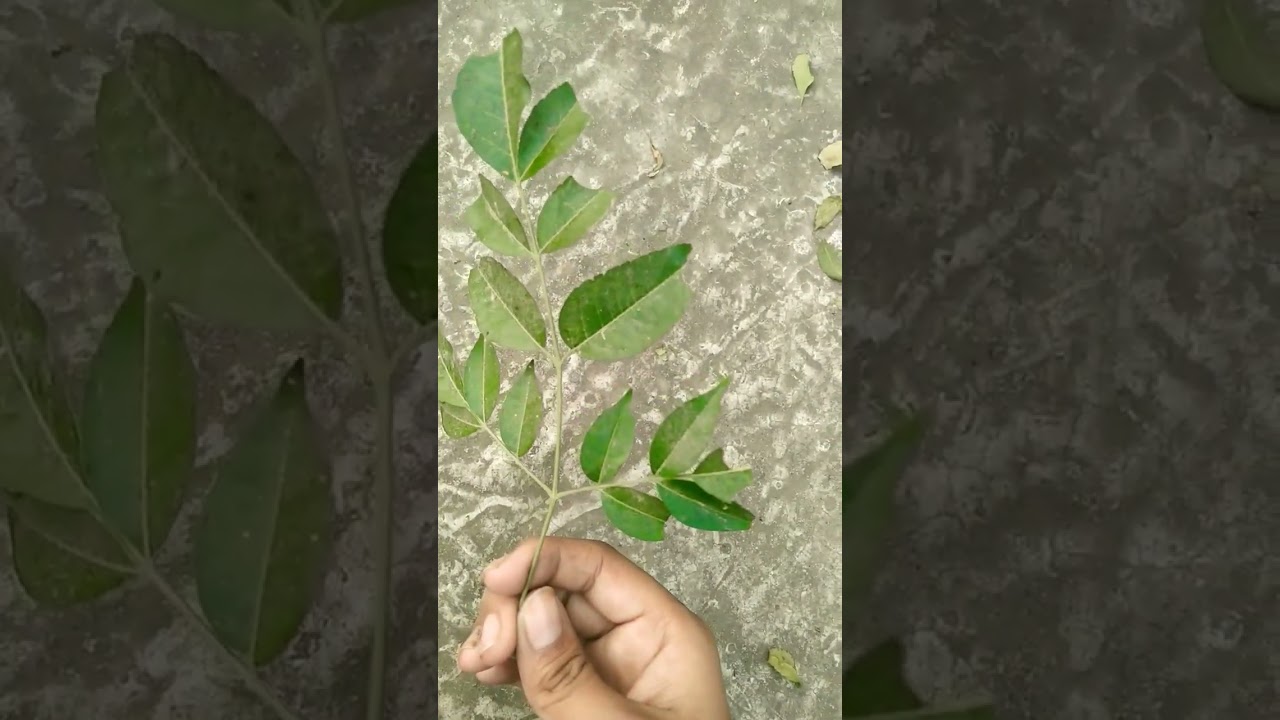 green leaves 