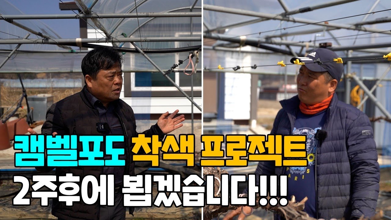 캠벨포도 착색관리 시작!! 관수시설 점검 관수관리