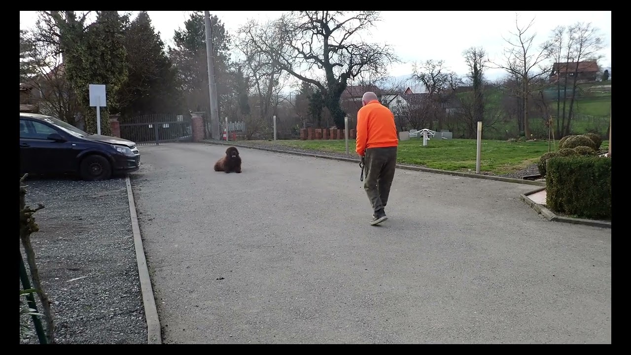 NEWFOUNDLER ROKO TRENING OSNOVA POSLUŠNOSTI