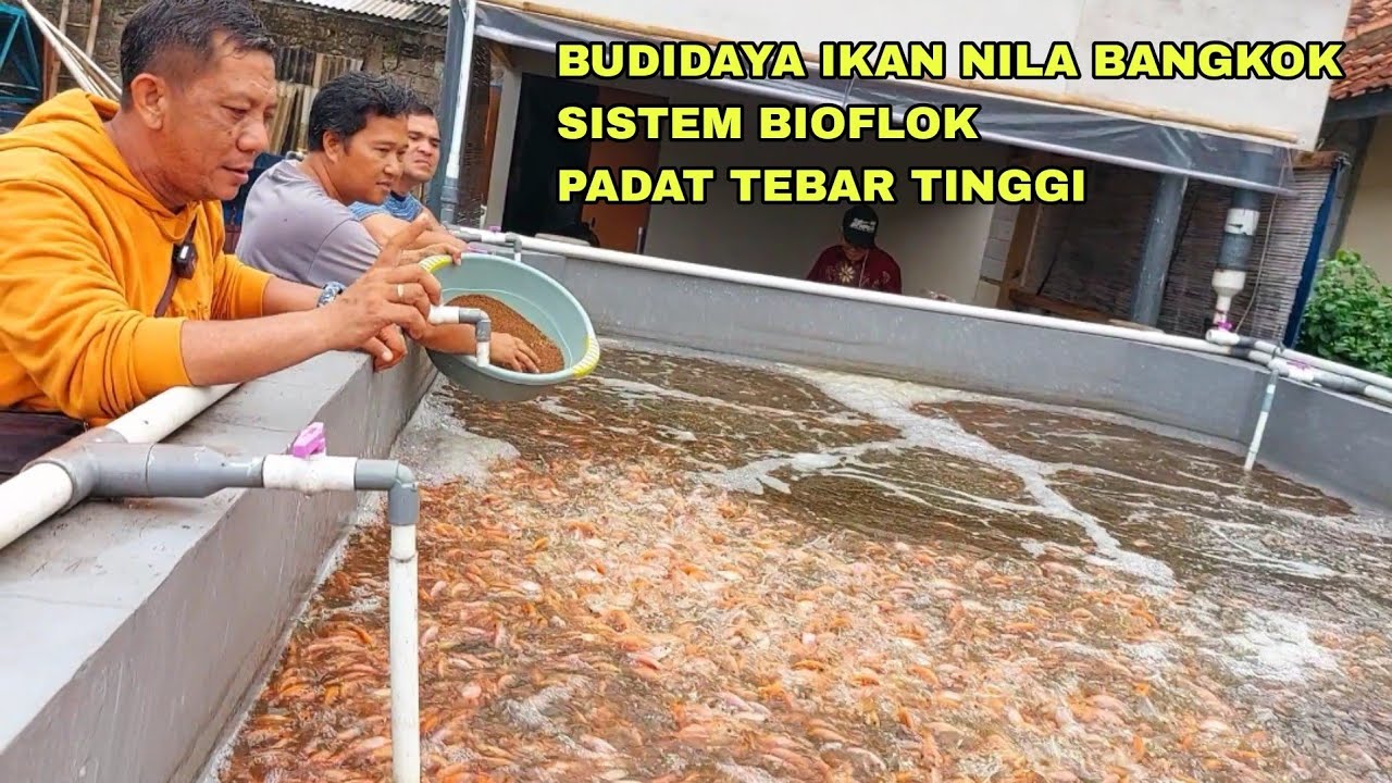 BUDIDAYA IKAN NILA MERAH BANGKOK MENGGUNAKAN SISTEM BIOFLOK TEBAR  PADAT [BANG GULLO]