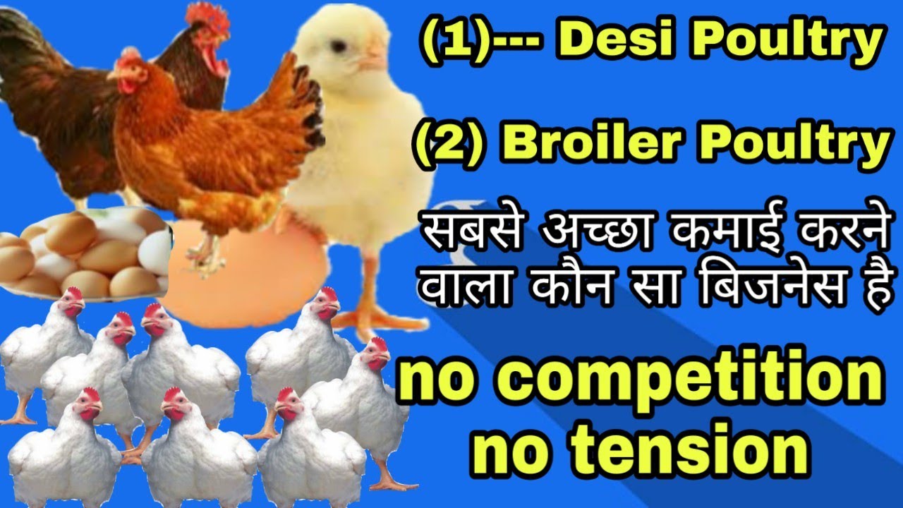 Desi poultry yah boiler farming,sabse jyada profit desi poultry farming,Desi murgi palan,murgi palan