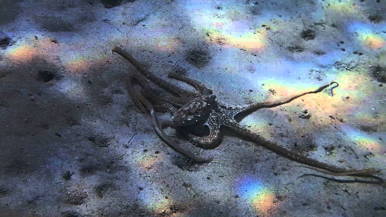 Atlantic Long Arm Octopus