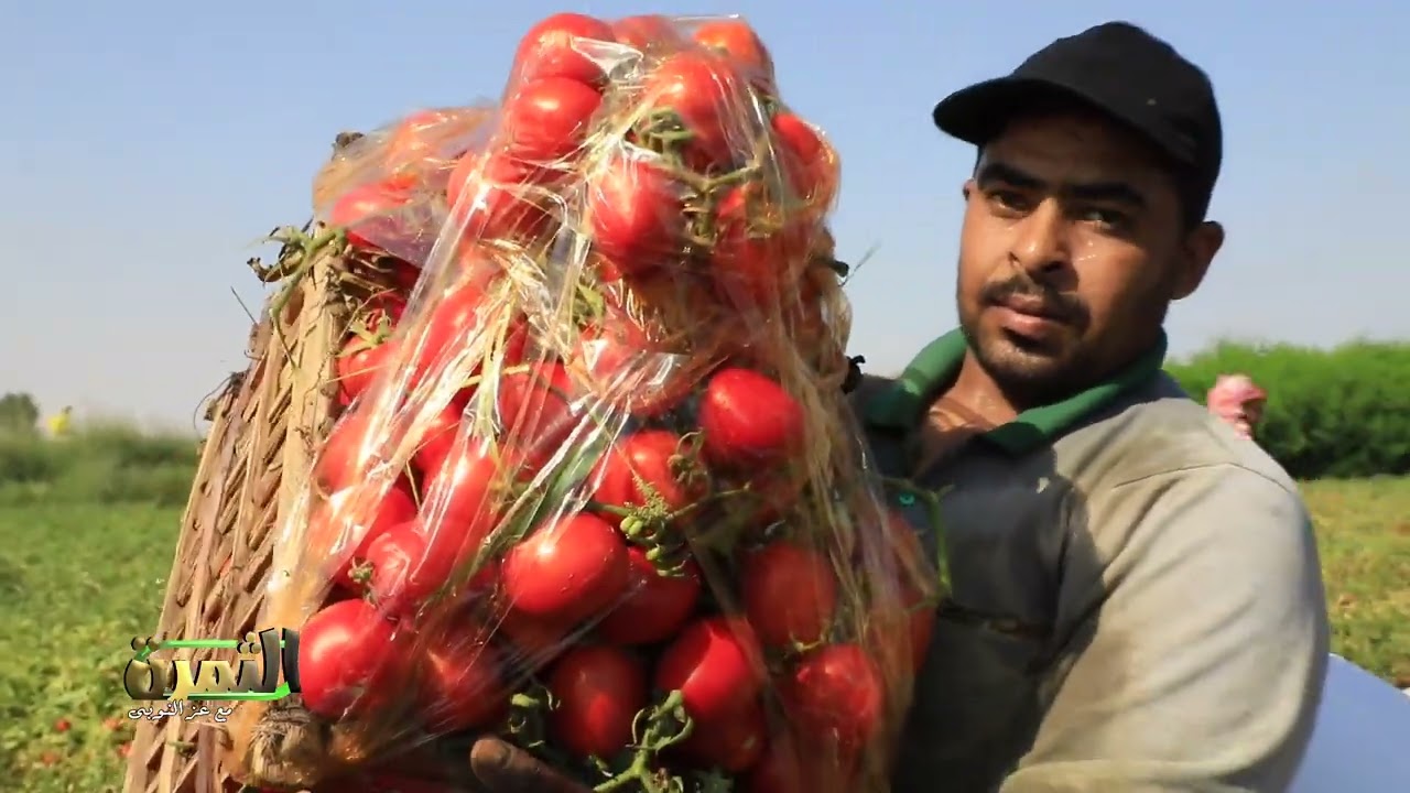 من الزراعة للحصاد خطوات احترافية لنجاح محصول الطماطم
