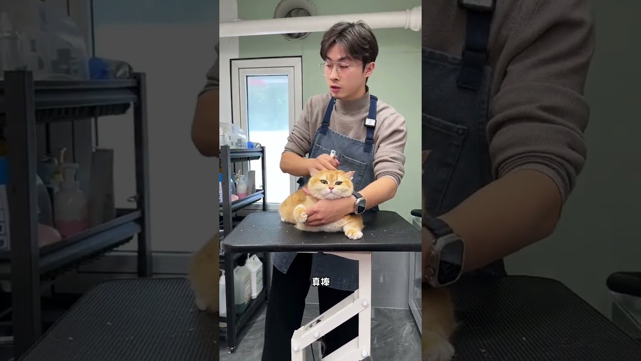 Don't Look Away! The Unseen Talent of Mealtime Pets Yu's Entrepreneurial Journey Pet Geniu