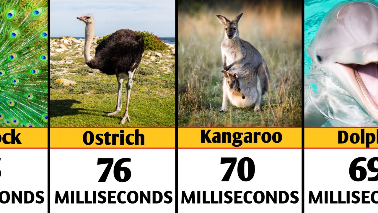 Animals Reaction Speed ll Data Center