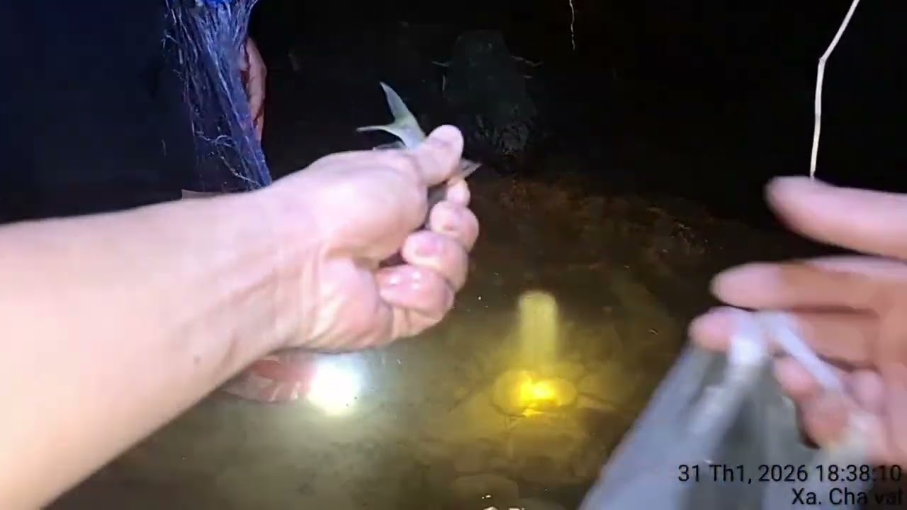 Vào rừng sâu,soi ếch bắt cá lượm ốc và bữa ăn ngon của anh em,,