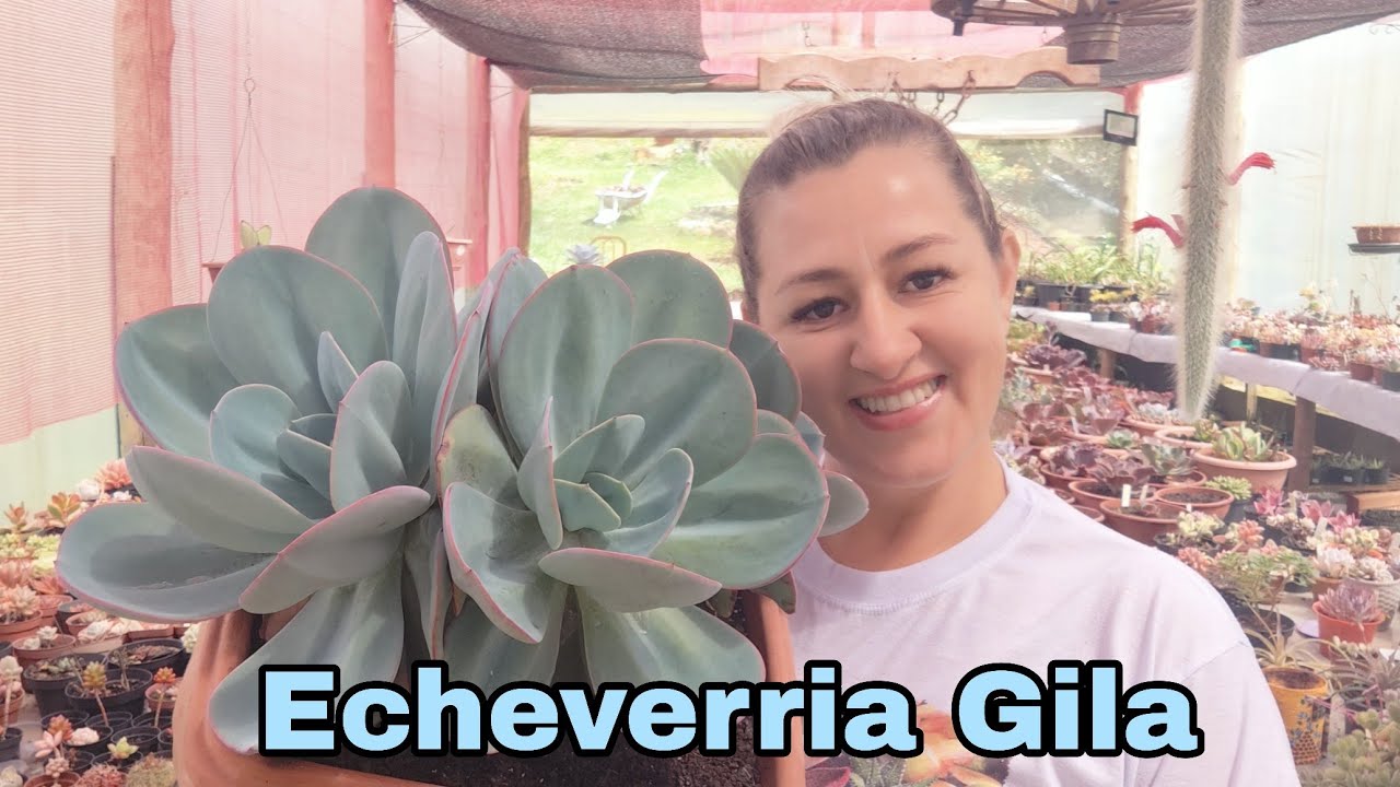 Echeveria Gila com 3 Cabeças | Suculenta Lindíssima, Resistente e Fácil de Cuidar. @JoBelaFlor 