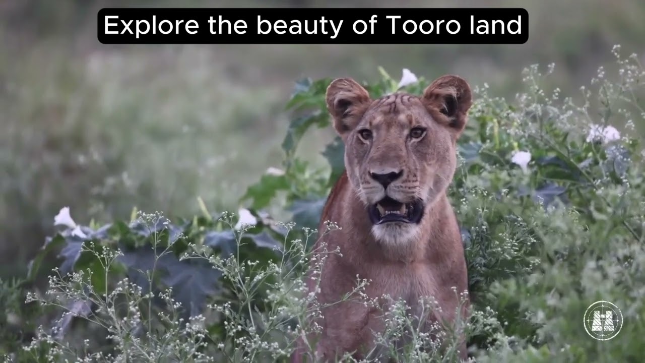 TOORO AKAARO K'OMUGISA (Scenic Video) — Kigambo Araali ft Hon. Akugizibwe | BEST TOORO MUSIC 2025