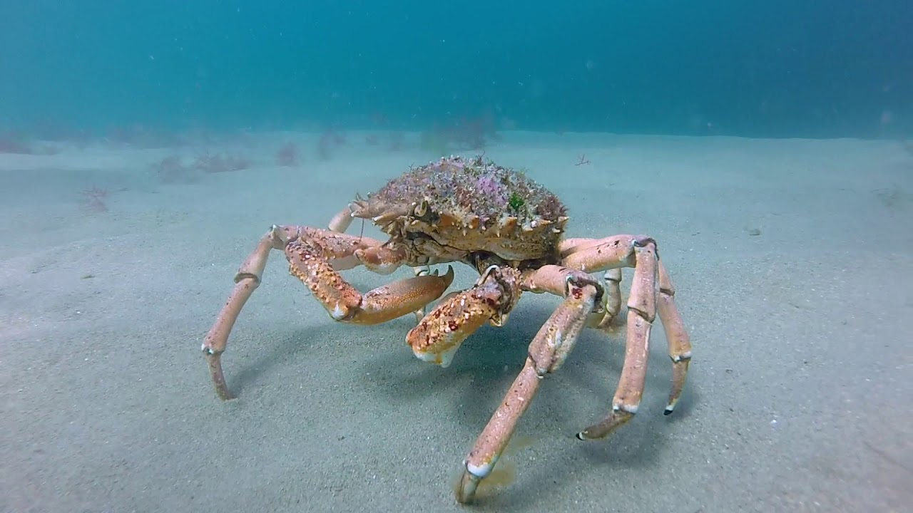Scuba diving Llŷn Peninsula, Wales 2018