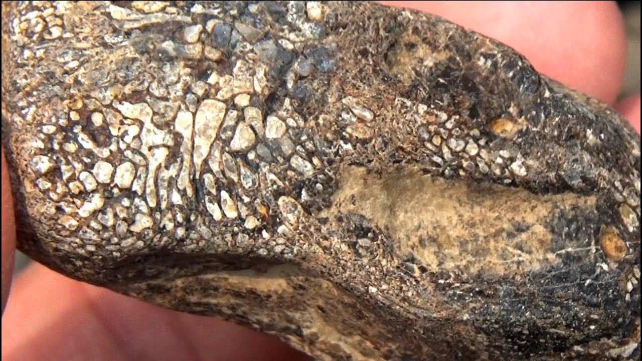Finding fossils on the beaches of Central California (Purisima formation)