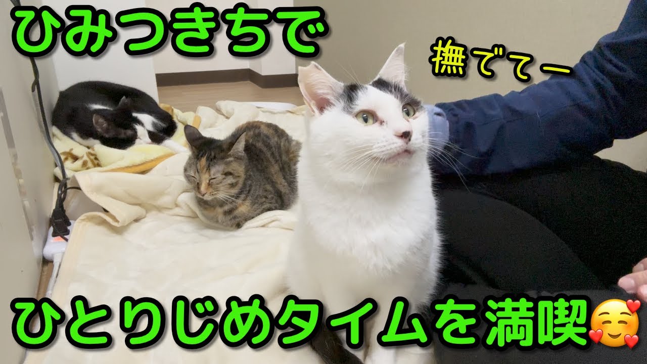 【ねこんチ紹介】ひみつきちで猫のひとりじめタイムを楽しめますฅ(≡・ω・≡)ฅﾆｬｰ!!