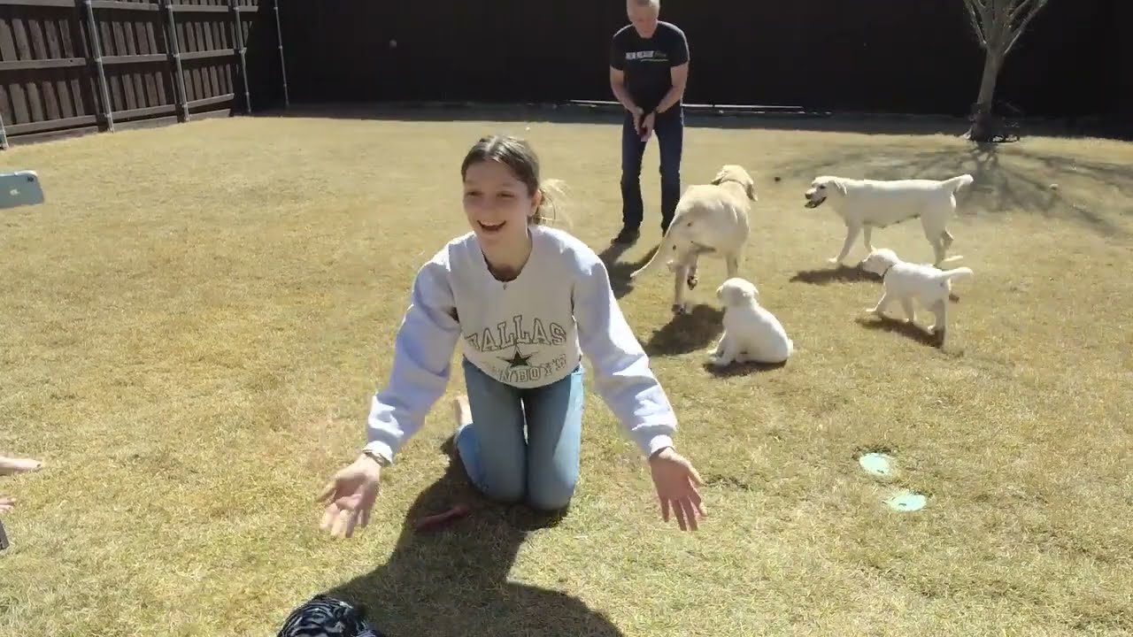LIVE Outdoor Puppy Cam Replay! 6 Adorable Lab Puppies on their LAST DAY Together
