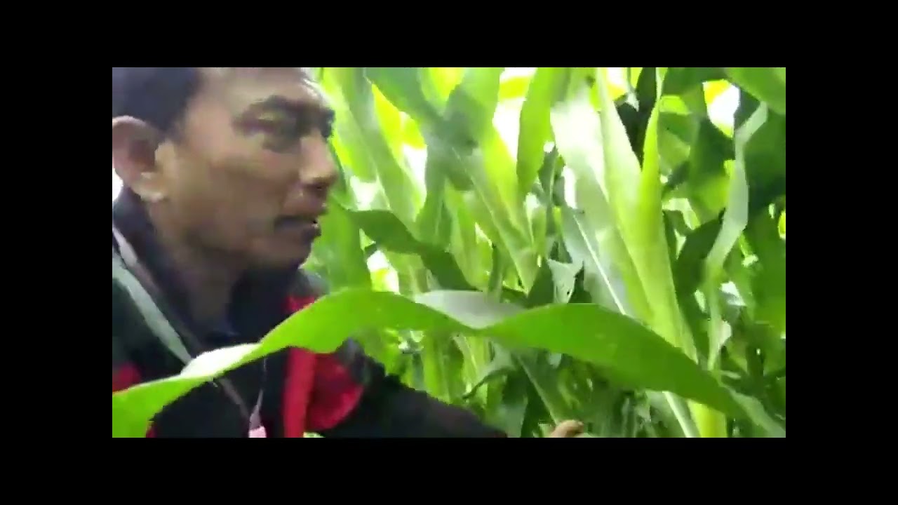 HASIL UJI EFIKASI ASAP CAIR SEKAM PADI