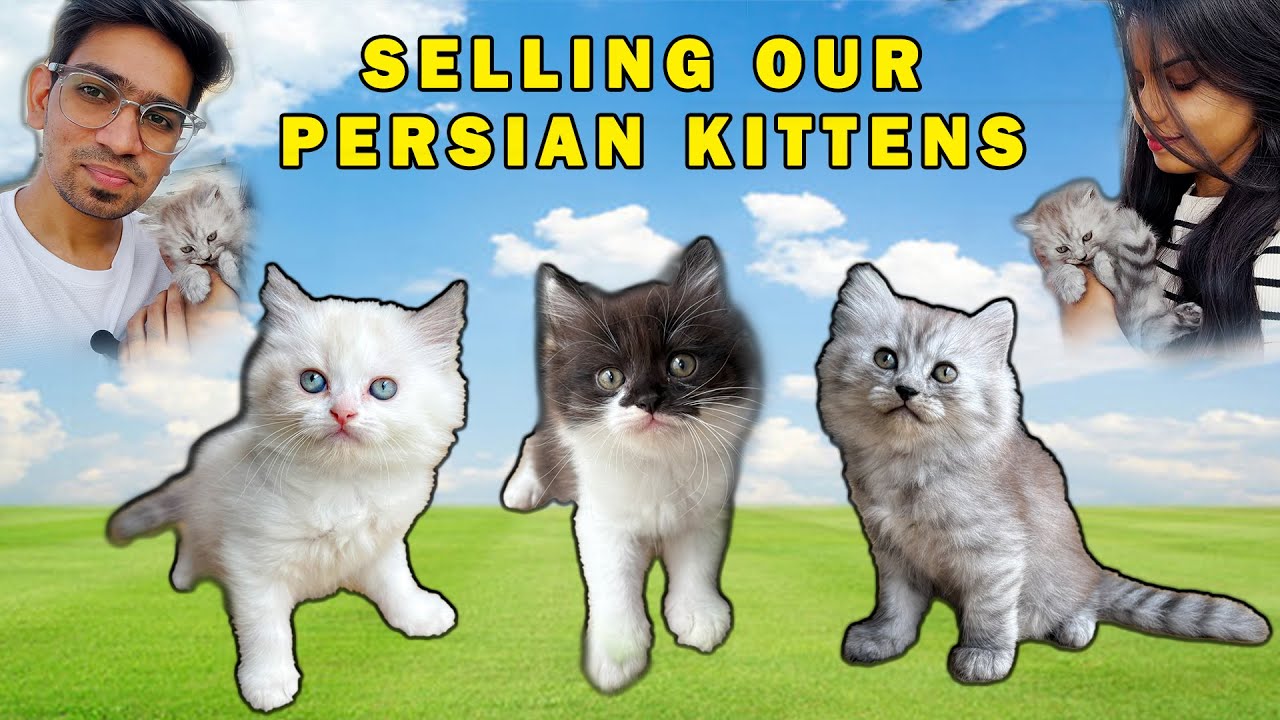 Persian Cat Pregnancy & Delivery Story in Tamil | How our cat gave birth to 3 kittens 😺