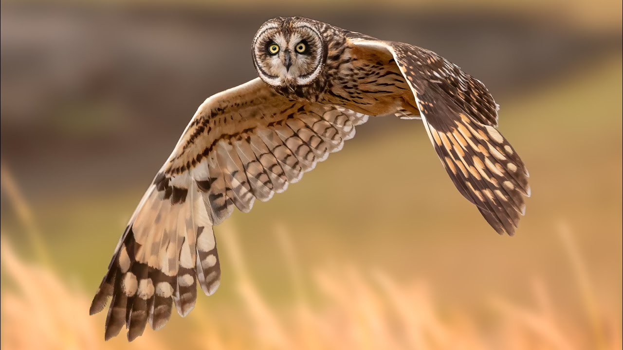 Pueo (Hawaiian short-eared owl)