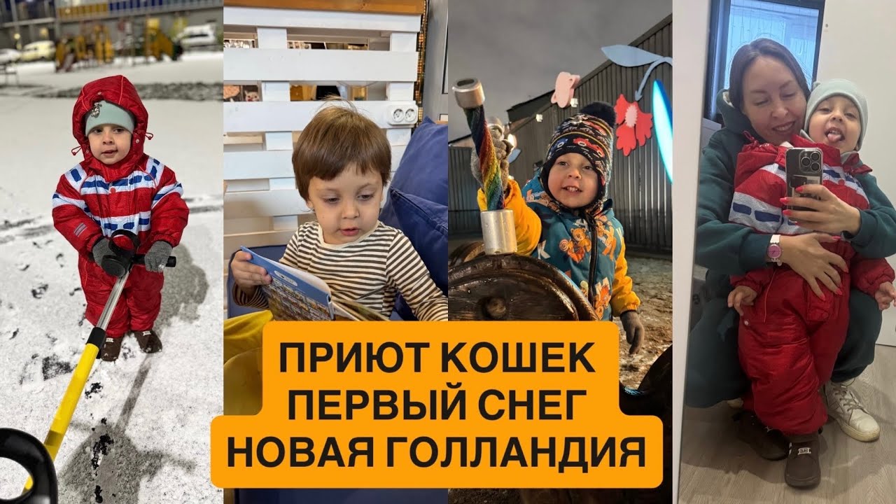 ВЫХОДНЫЕ В ПРИЮТЕ КОШЕК НОВАЯ ГОЛЛАНДИЯ ПОДАРКИ ДЛЯ БАБУШКИ ￼ И ДЛЯ МЕНЯ