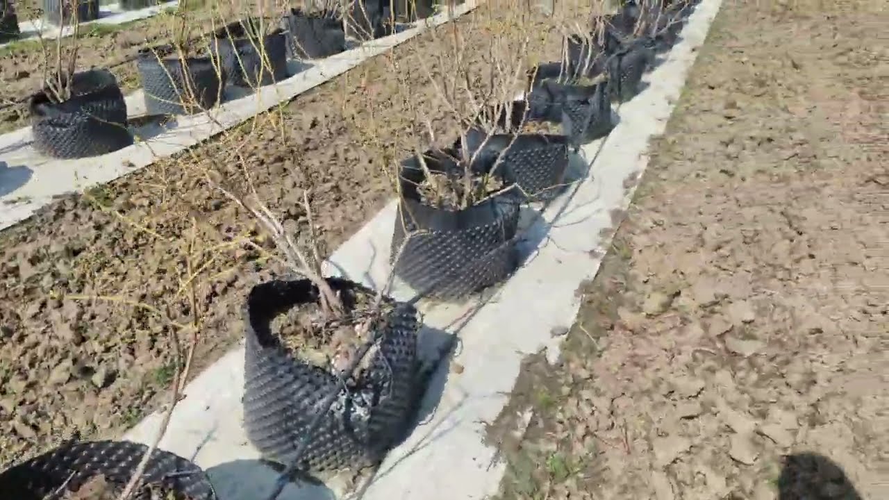 Borovnica- zaštita korena na početku vegetacije