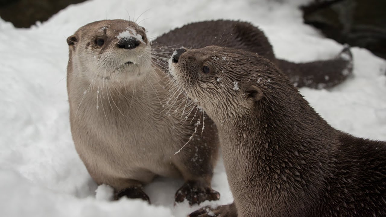 Otters See Snow, Immediately Get Zoomies