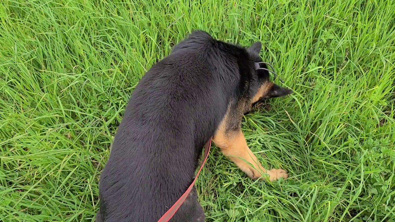 Join me and Onyx on a Schutzhund Track 👣