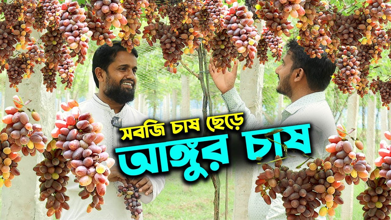 সবজি চাষ ছেড়ে বাইকুনুর জাতের আঙ্গুর চাষে সফল তরুণ | উদ্যোক্তার খোঁজে