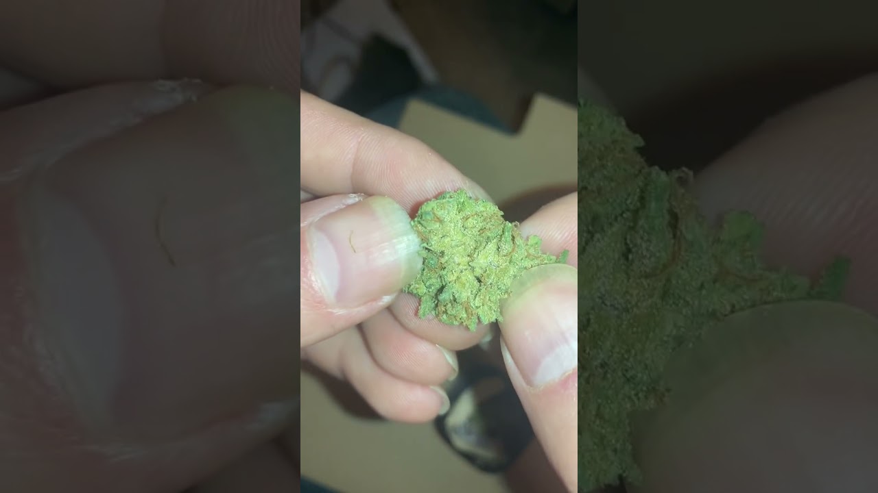 Another dry grassroots gram flower: Novarine from the Pennsylvania Medical Marijuana Program Review