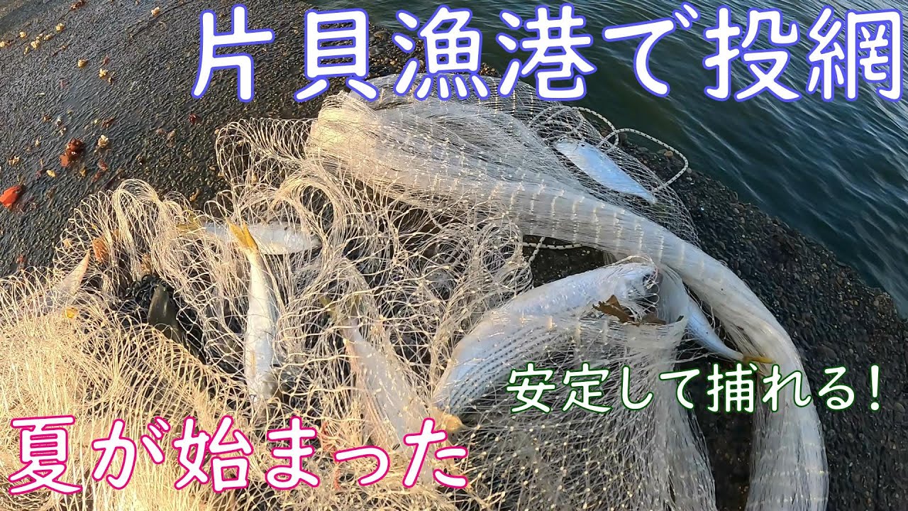 【投網】暑い夕方の片貝漁港で投網をしたら結構捕れた【夏の漁港】