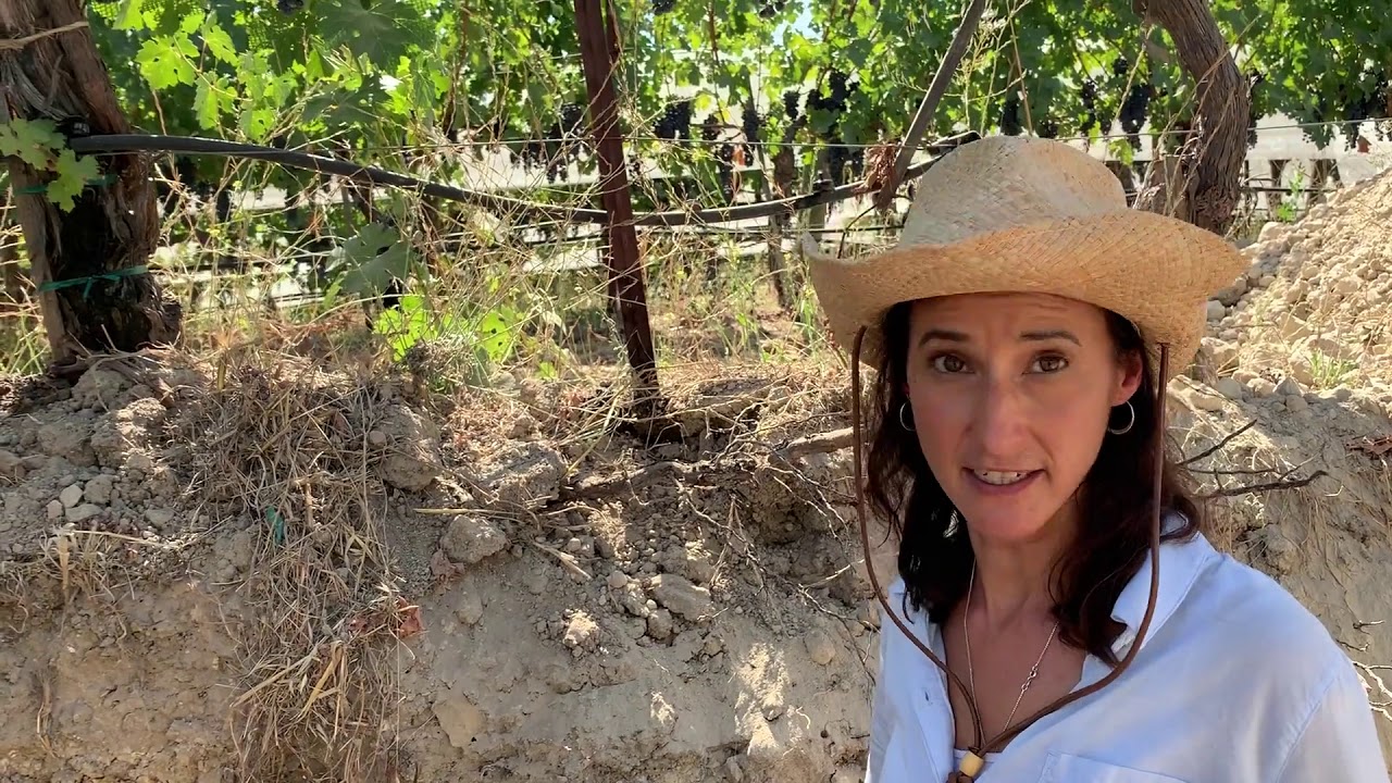 In the Vineyard at Quintessa: Soil Science