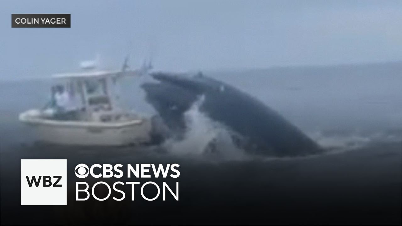 Whale capsizes boat off coast of New Hampshire