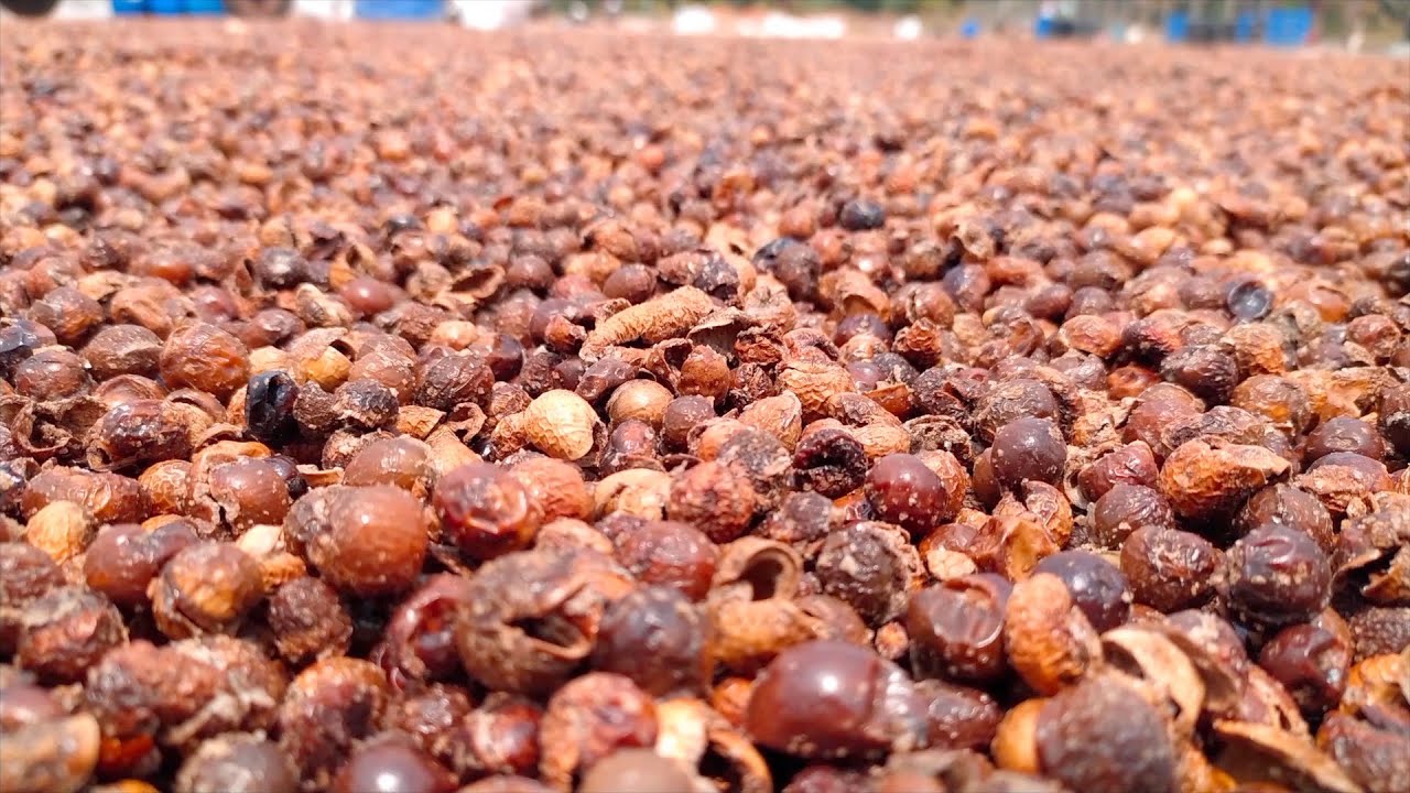 வத்தல் மட்டுமே தயார் செய்யும்  ஒரு'