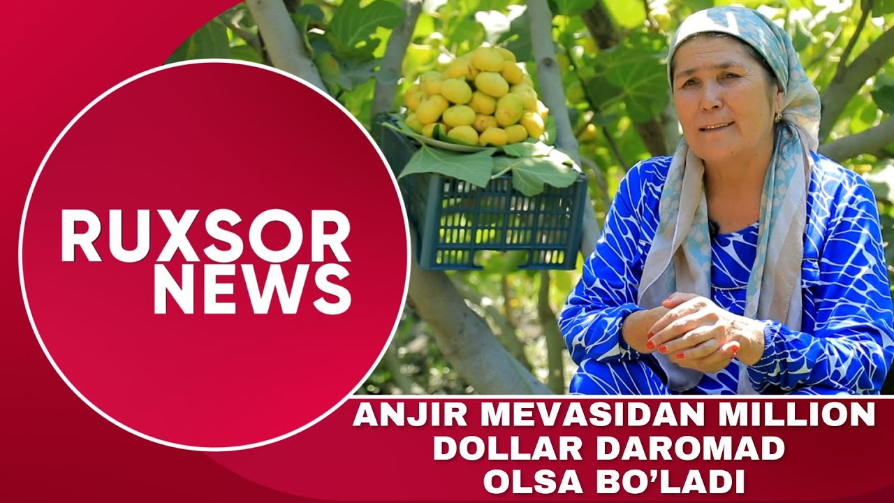 ANJIR MEVASIDAN KERAK BO'LSA MILLIONLAB DAROMAD OLSA BO'LADI...
